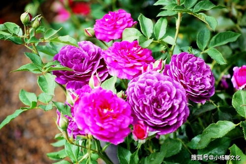 阳光和水分的讲究