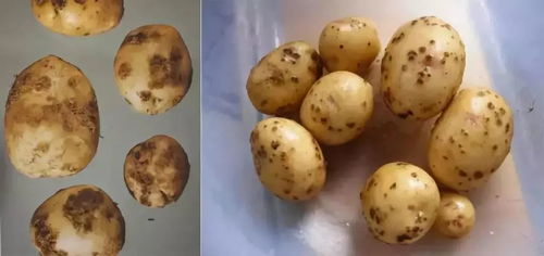 土豆病病毒症状有哪些，防治方法有哪些