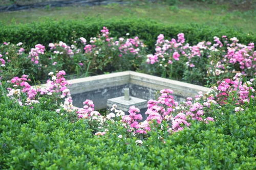 楼顶花园，种花还是种菜？这得kan你的心情