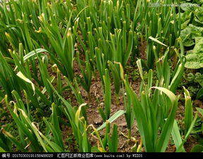 大蒜田除草剂混配：那些你不得不了解的登记事项和注意事项