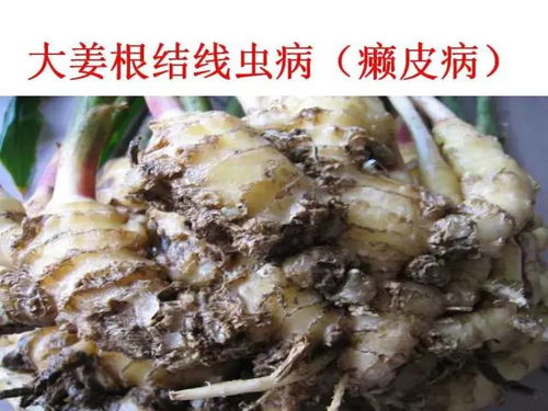 生姜病虫害防治有哪些具体技巧和措施