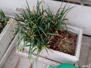 五月份种菜首选：油麦菜