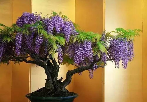 紫藤盆栽，家居绿植新宠