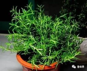 香草的世界：多样的形态与香气