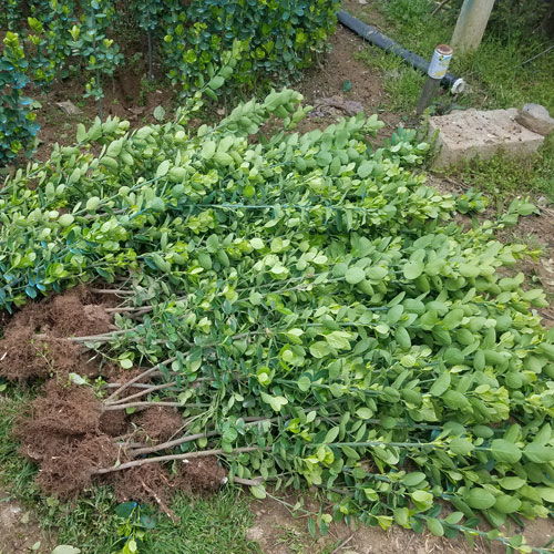 北海道黄杨绿篱种植密度揭秘