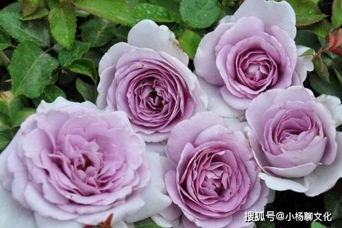 水瓶座月季的神秘魅力