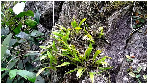 光照和温度条件：环境温度保持在15-28度，每天接受4小时的光照。