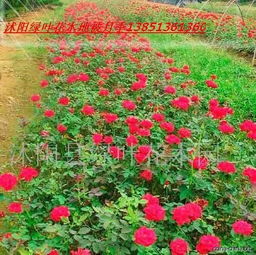 爆花黄色丰花月季在绿化湿地景观中如何搭配才Nenggeng显美丽？