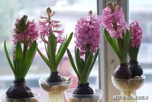 风铃花水培如何养护才能长出健康根系