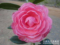 红花的奇妙疗效