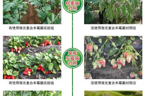 农药与木霉菌的相遇