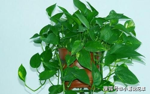 养鱼还是不养鱼？这是个问题