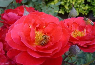 月季花的神秘之旅