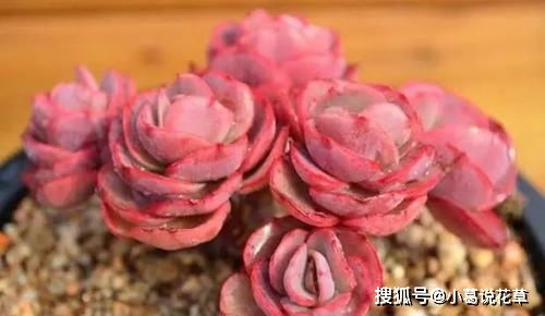 土壤选择，生长的基础