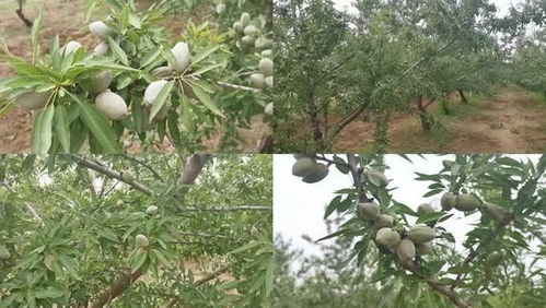 油茶树种植：油茶前景和效益如何？
