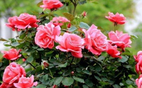 月季嫁接技巧， 提高成活率