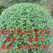 水蜡球与小叶女贞球的对比