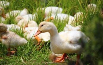饲养鸭子需要哪些具体的饲料种类和比例？