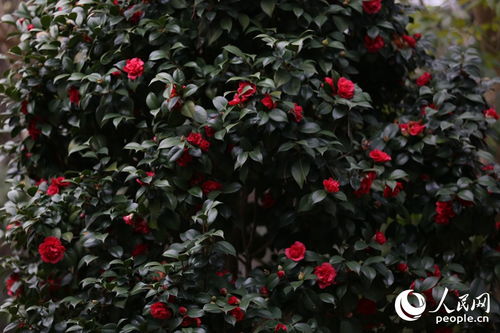 半阴环境，生机勃勃