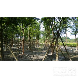 春季朴树萌芽期揭秘