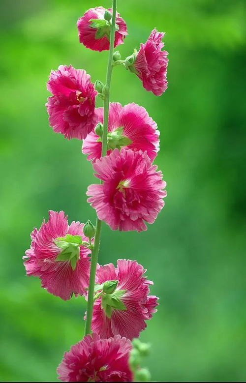 蓝蜀葵花，如梦似幻