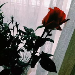 玫瑰扦插，你真的了解了吗？