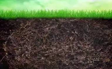 虫螨睛对作物生长的影响