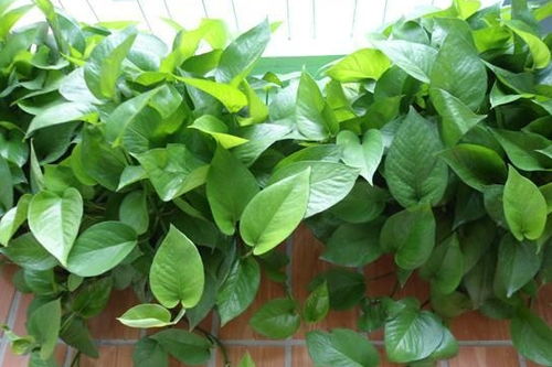绿萝， 四季常绿的美观植物