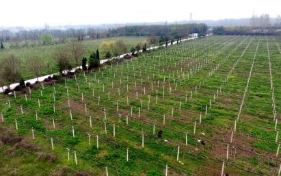 内乡县万亩核桃基地：生态与经济效益双赢