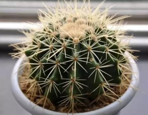 仙人掌女孩，她的刺隐藏了什么秘密