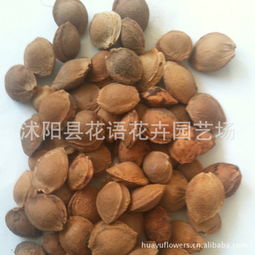 种杏核的真相，你知道吗？