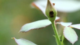 青虫来袭， 苏云金杆菌来帮忙