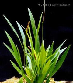 皇冠草中间长出一根，是植物生长异常现象