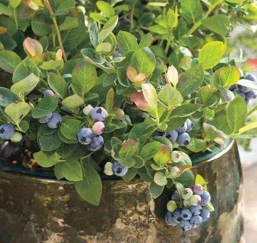 苗木长势判断的简单方法