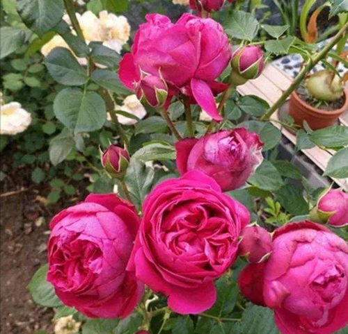 病弱月季，轻施肥，慢慢养