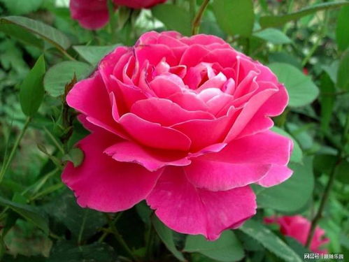 缺少光照， 喜光的花儿