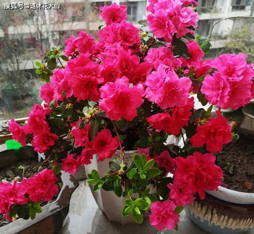 耐晒抗冻的草花植物