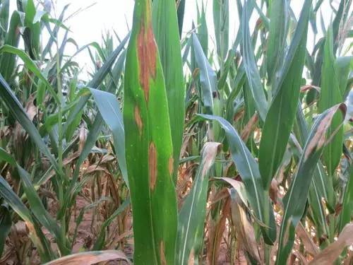 旱区施药的精准控制