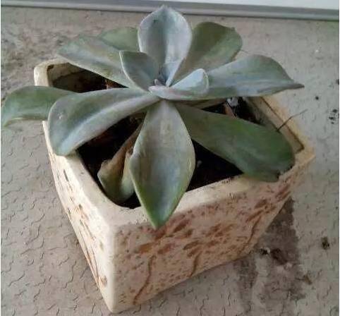 及时换水，铜钱草不生病