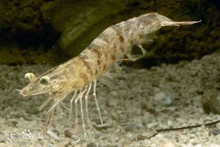 环保捕虾法：寻找替代品