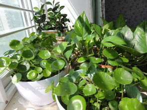 牛奶浇花，后果不堪设想