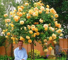 银禧庆典月季， 花开富贵之美