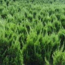 色块苗价格揭秘：一场惯与绿色的探索之旅