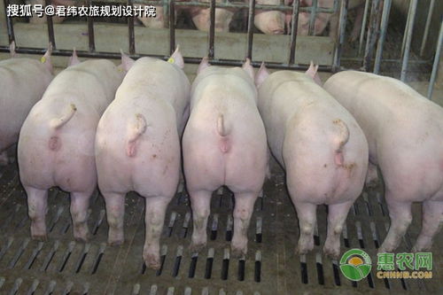 种猪妊娠期弱仔频现，这些不为人知的成因