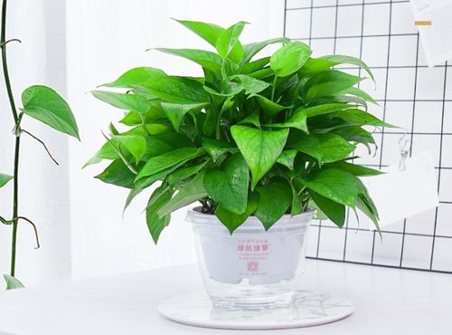 中国园林绿化行业市场分析