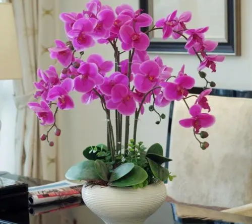 花儿开得真好kan