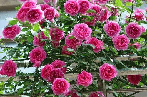 月季种植小窍门：金管乐队月季的养护秘诀