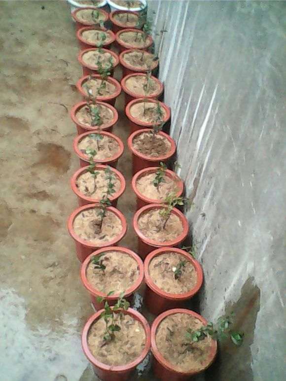 金弹子种植最适合的土壤类型是什么