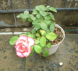 强烈推荐种植苏醒月季