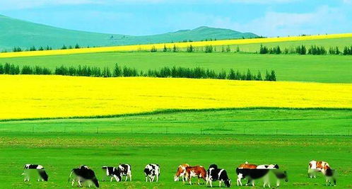 内蒙古草原常见草种揭秘